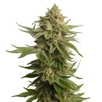 AK-OG Kush cannabis seeds