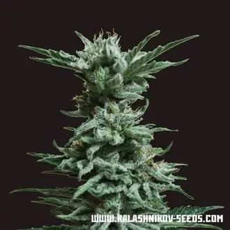 AK Skunk cannabis seeds by Kalashnikov Seeds