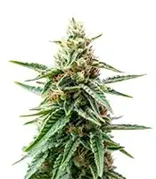 AK Triple Haze cannabis seeds