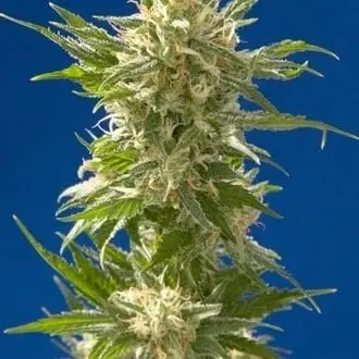 AK cannabis seeds by Spliff Seeds