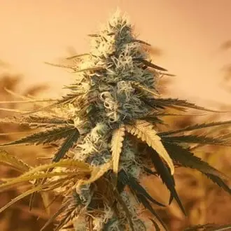 AK48 cannabis seeds by Nirvana Seeds
