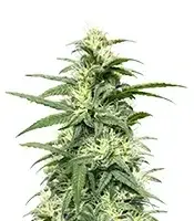 Alaska Thunderfuck cannabis seeds