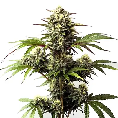 Alaskan Purple cannabis seeds