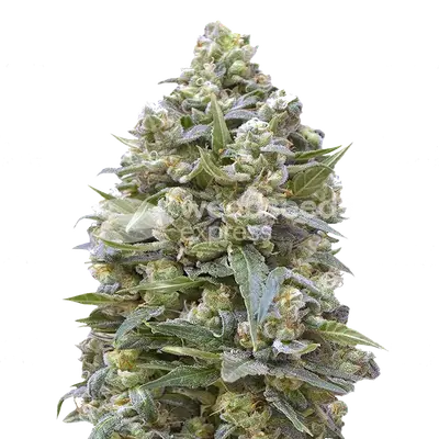 Alaskan Thunder Fuck cannabis seeds