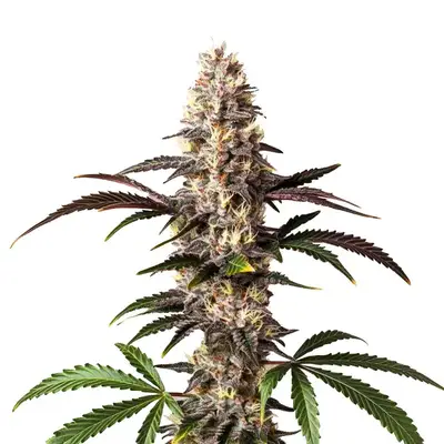 Alaskan Thunderfuck cannabis seeds by Blimburn Seeds