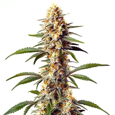 Alaskan x Kush x Brazil cannabis seeds