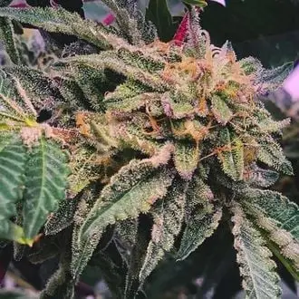 Alfajores cannabis seeds by Purple City Genetics