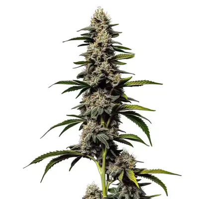 Alien Cookies x Kush Mints cannabis seeds by Blimburn Seeds