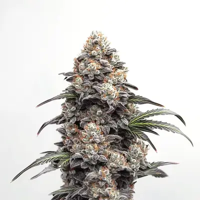 Alien Gorilla Glue cannabis seeds by Blimburn Seeds