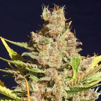 Alien Gorilla cannabis seeds by Original Sensible Seeds