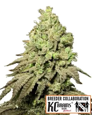Alien Mango Cookies cannabis seeds