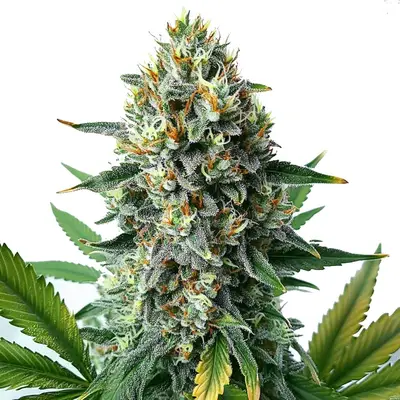 Alien OG Fast Version cannabis seeds