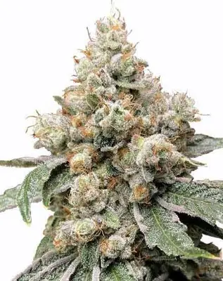 Alien OG cannabis seeds