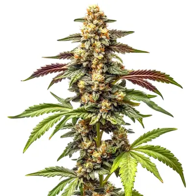 Alien Rock Candy F1 cannabis seeds