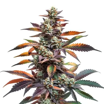 Alien Rock Candy cannabis seeds by Blimburn Seeds