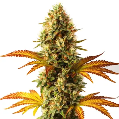 Alien Technology Fast Version cannabis seeds