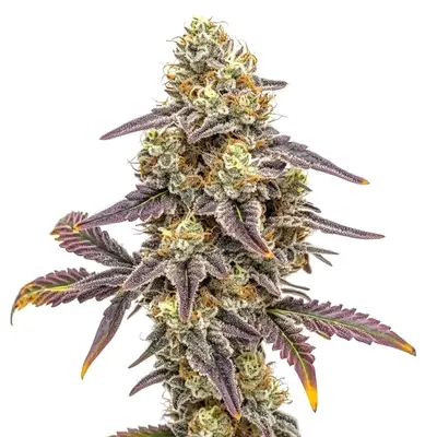 Alien Technology x Do-Si-Dos cannabis seeds by Blimburn Seeds