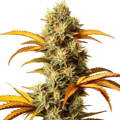 Alien Technology cannabis seeds by Blimburn Seeds
