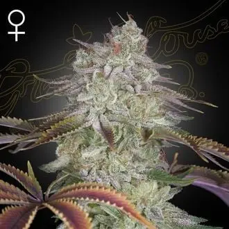 AlienZ cannabis seeds by Greenhouse Seeds