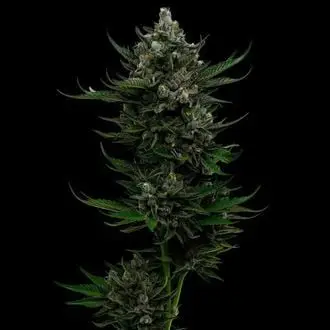 All Gas OG cannabis seeds