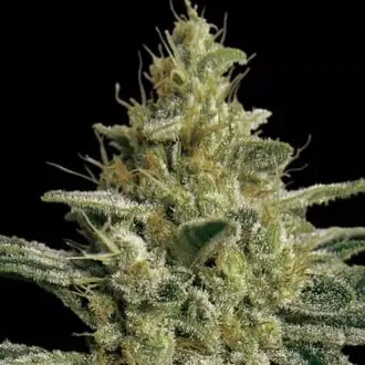 Allkush cannabis seeds by Paradise Seeds