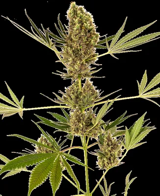 Alpine Delight CBD cannabis seeds