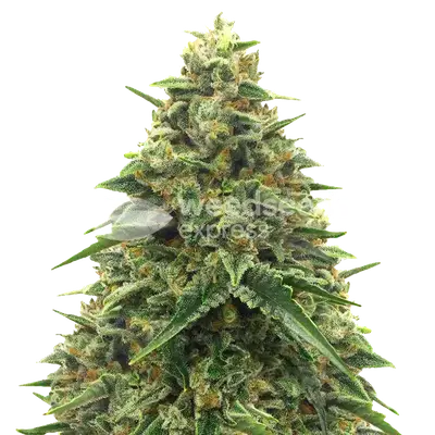 Alpine Star CBD cannabis seeds