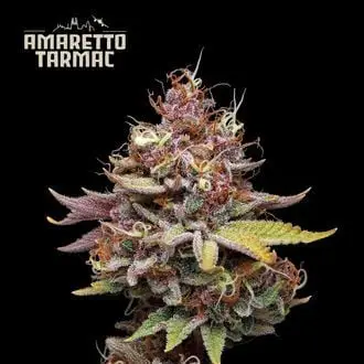 Amaretto Tarmac cannabis seeds
