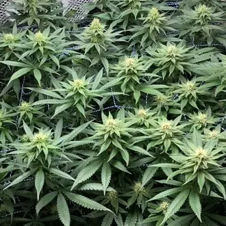 Amazing Haze cannabis seeds