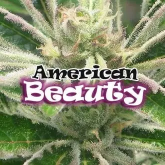 American Beauty cannabis seeds by Dr. Underground