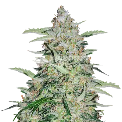 American Patriot cannabis seeds