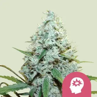 AMG - Amnesia Mac Ganja cannabis seeds