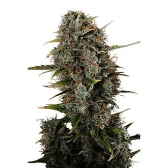 Amnesi-K Haze cannabis seeds by Kannabia