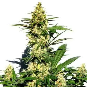 Amnesi-K Lemon cannabis seeds
