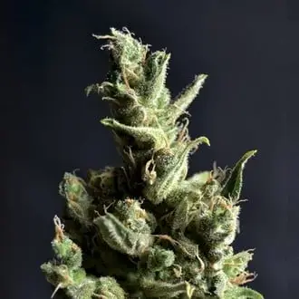 Amnesia 5 cannabis seeds by CBD Seeds