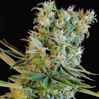 Amnesia Bilbo cannabis seeds by Genehtik Seeds