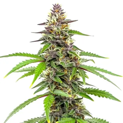 Amnesia Blue Headband cannabis seeds