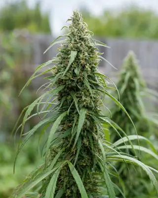 Amnesia CBD Fast Version cannabis seeds