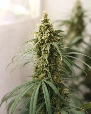 Amnesia CBD cannabis seeds