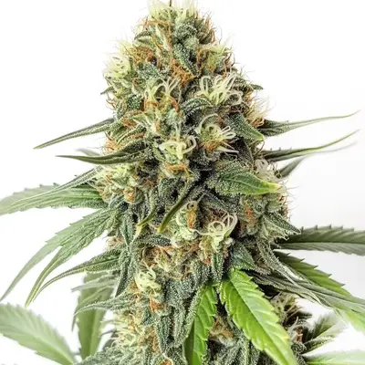 Amnesia F1 cannabis seeds by Blimburn Seeds