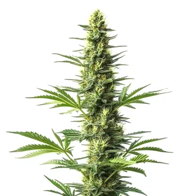 Amnesia Fast Version CBD cannabis seeds