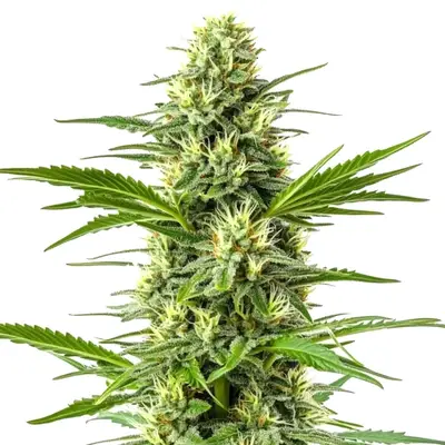 Amnesia Fast Version cannabis seeds