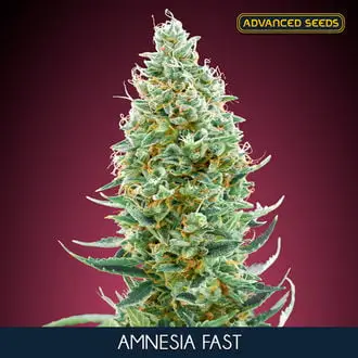 Amnesia Fast cannabis seeds