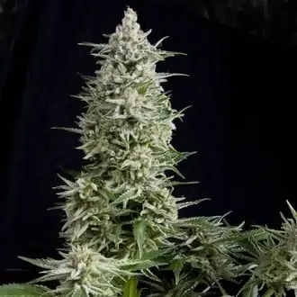 Amnesia Gold cannabis seeds by Pyramid Seeds
