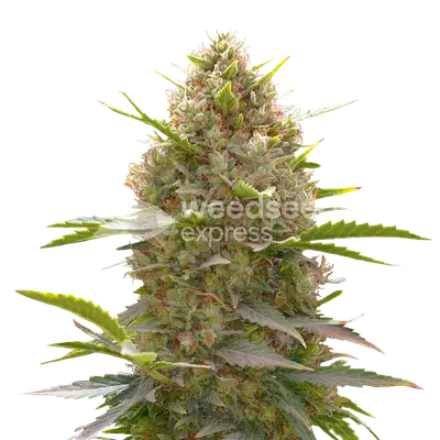 Amnesia Haze X White Widow cannabis seeds