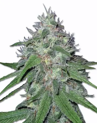Amnesia Haze cannabis seeds