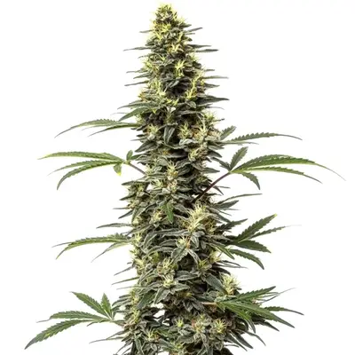 Amnesia Hypro cannabis seeds by Blimburn Seeds