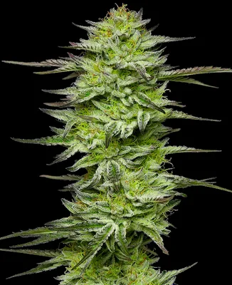 Amnesia Jelly cannabis seeds