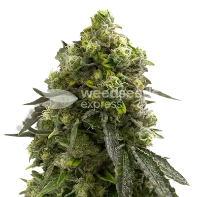 Amnesia Kush cannabis seeds