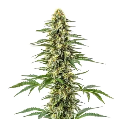 Amnesia Kush cannabis seeds by Blimburn Seeds